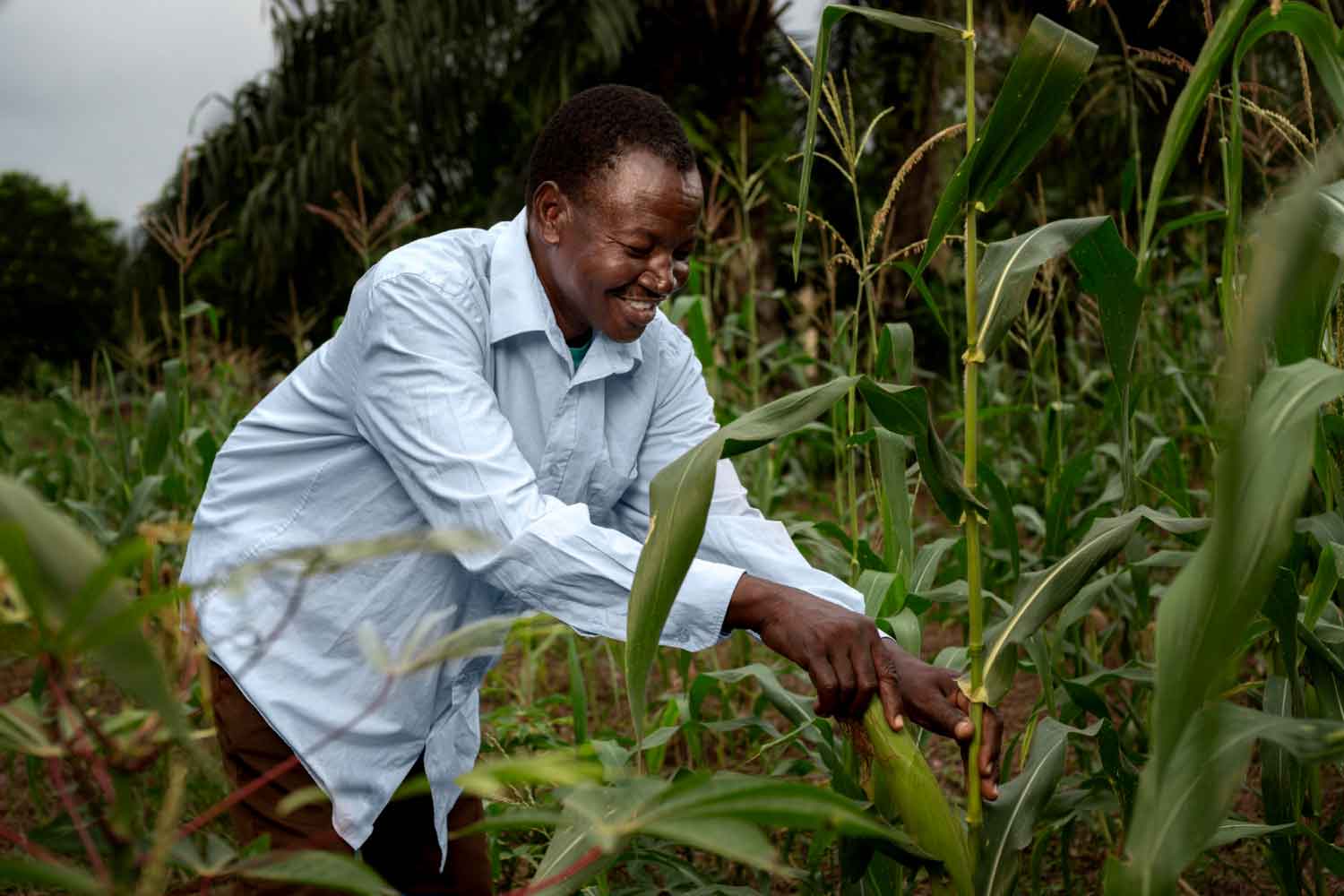 How the Ruto Government Will Transform the Kenyan Agriculture Sector