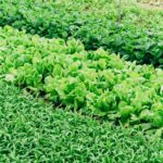 Improved Farm Yields With Companion Planting